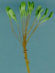 003daffodil.jpg (8506 bytes)