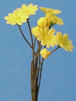 daisyyellow.jpg (13557 bytes)