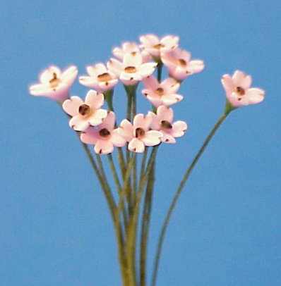 dogwoodpink.jpg (23943 bytes)