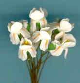 iriswhite.jpg (6705 bytes)