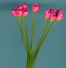 tulipdkpink.jpg (7575 bytes)
