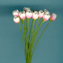 tulipspinkwhite.jpg (7145 bytes)