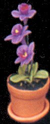 a1576purpleorchid.jpg (8161 bytes)