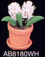 ab8180whitehyacinthus.jpg (5881 bytes)